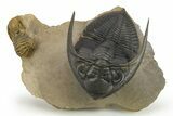 Zlichovaspis Trilobite In Cobra Pose With Crotalocephalina #275307-1